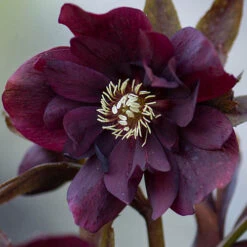 Hellebore Double Collection 9cm X 6 -Garden Centre Store 561065 3
