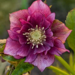 Hellebore Double Collection 9cm X 6 -Garden Centre Store 561065 4