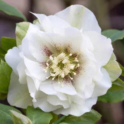 Hellebore Double Collection 9cm X 6 -Garden Centre Store 561065 5