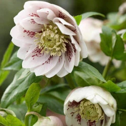 Hellebore Double Collection 9cm X 6 -Garden Centre Store 561065 6