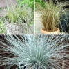 Ornamental Grasses Collection