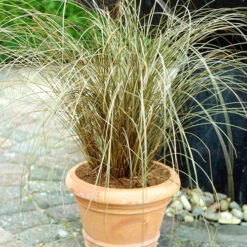Ornamental Grasses Collection -Garden Centre Store 561181 2