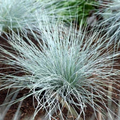 Ornamental Grasses Collection -Garden Centre Store 561181 3