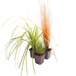 Ornamental Grasses Collection -Garden Centre Store 561181 4