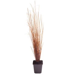 Ornamental Grasses Collection -Garden Centre Store 561181 5
