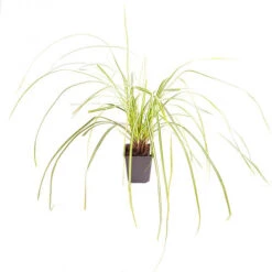 Ornamental Grasses Collection -Garden Centre Store 561181 6