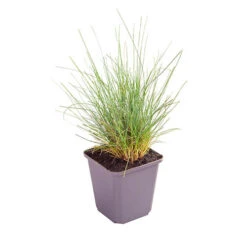 Ornamental Grasses Collection -Garden Centre Store 561181 7