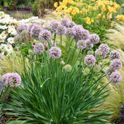 Allium Bubble Bath 8 Allium Bubble Bath -Garden Centre Store 561182 3