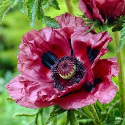 Papaver 'Patty's Plum'