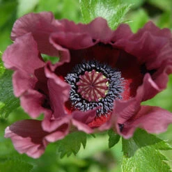 Papaver 'Patty's Plum' -Garden Centre Store 580059 2
