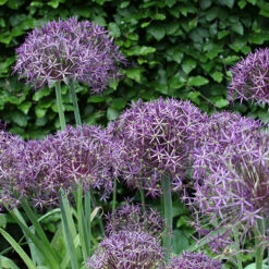Allium 'Christophii' -Garden Centre Store 600120 2