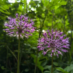 Allium 'Christophii' -Garden Centre Store 600120 3