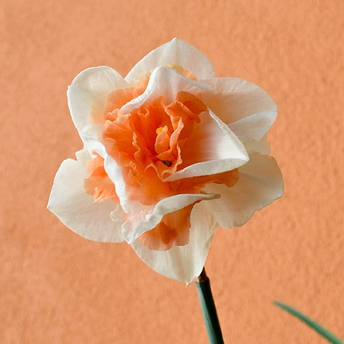 Daffodil 'Replete' 3 Daffodil 'Replete' - Image 3