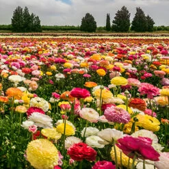 Ranunculus Mix -Garden Centre Store 600214 1