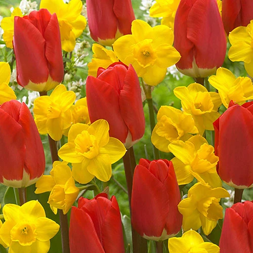 'Early Red' Tulip and Narcissus Daffodil 'T?te-?-T?te' Mix 1 'Early Red' Tulip and Narcissus Daffodil 'T?te-?-T?te' Mix