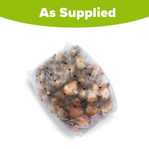 'Early Red' Tulip and Narcissus Daffodil 'T?te-?-T?te' Mix 2 'Early Red' Tulip and Narcissus Daffodil 'T?te-?-T?te' Mix - Image 2