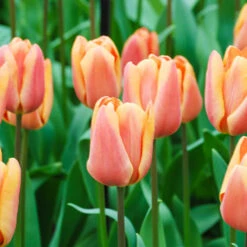 Tulip Dual Colour Collection -Garden Centre Store 600400 2