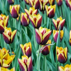 Tulip Dual Colour Collection -Garden Centre Store 600400 3