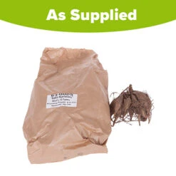 Mixed Dahlias - Hybridisers Mix -Garden Centre Store 630005 2