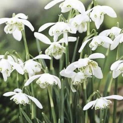 Single & Double Snowdrops 'In The Green' Twinpack -Garden Centre Store 630014 2