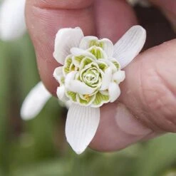 Single & Double Snowdrops 'In The Green' Twinpack -Garden Centre Store 630014 3