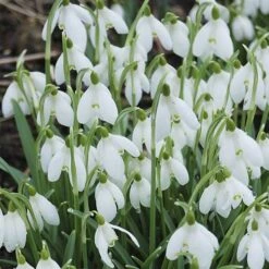 Single & Double Snowdrops 'In The Green' Twinpack -Garden Centre Store 630014 4