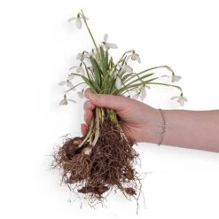 Single & Double Snowdrops 'In The Green' Twinpack -Garden Centre Store 630014 5