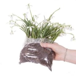 Single & Double Snowdrops 'In The Green' Twinpack -Garden Centre Store 630014 6