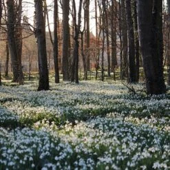 Single & Double Snowdrops 'In The Green' Twinpack -Garden Centre Store 630014 7
