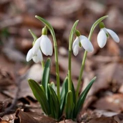 Single & Double Snowdrops 'In The Green' Twinpack -Garden Centre Store 630014 8