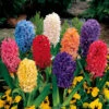 Mixed Hyacinths
