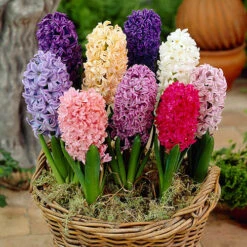 Mixed Hyacinths 7 Mixed Hyacinths -Garden Centre Store 630034 2