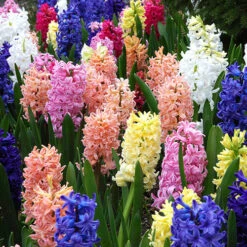 Mixed Hyacinths 8 Mixed Hyacinths -Garden Centre Store 630034 3