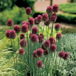 Complete Spring Flowering Bulb Collection -Garden Centre Store 630050 2