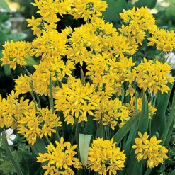 Complete Spring Flowering Bulb Collection -Garden Centre Store 630050 3