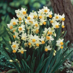 Complete Spring Flowering Bulb Collection -Garden Centre Store 630050 4