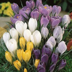 Complete Spring Flowering Bulb Collection -Garden Centre Store 630050 7