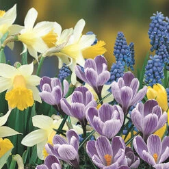 Blooming Fast Drop In Bulb Planter Balcony Beauty Pack -Garden Centre Store 630107 2