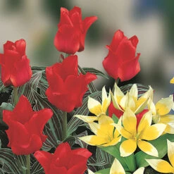 Blooming Fast Drop In Bulb Planter Balcony Beauty Pack -Garden Centre Store 630107 4