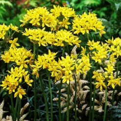 Complete Allium Collection -Garden Centre Store 630126 2