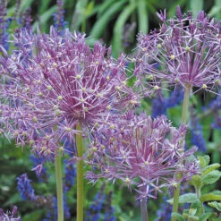 Complete Allium Collection -Garden Centre Store 630126 3