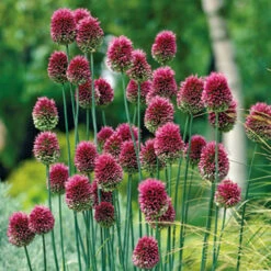 Complete Allium Collection -Garden Centre Store 630126 5