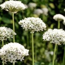 Complete Allium Collection -Garden Centre Store 630126 6