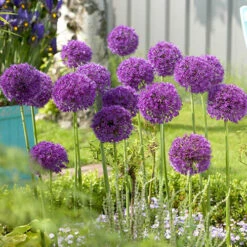 Complete Allium Collection -Garden Centre Store 630126 7