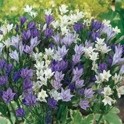 The Complete Summer Flowering Bulb Collection -Garden Centre Store 630130 3