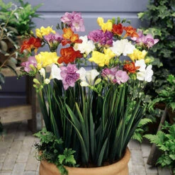 The Complete Summer Flowering Bulb Collection -Garden Centre Store 630130 4