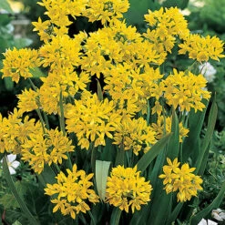 The Complete Summer Flowering Bulb Collection -Garden Centre Store 630130 5