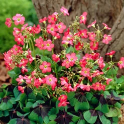 The Complete Summer Flowering Bulb Collection -Garden Centre Store 630130 6