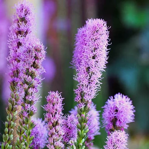 Plant-O-Mat Lilium And Liatris Kit 2 Plant-O-Mat Lilium And Liatris Kit - Image 2