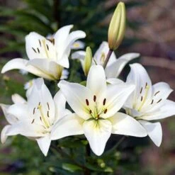 Plant-O-Mat Lilium And Liatris Kit 5 Plant-O-Mat Lilium And Liatris Kit -Garden Centre Store 630176 2